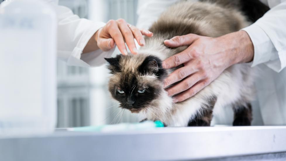 Swelling of the Salivary Gland in Cats PetMD