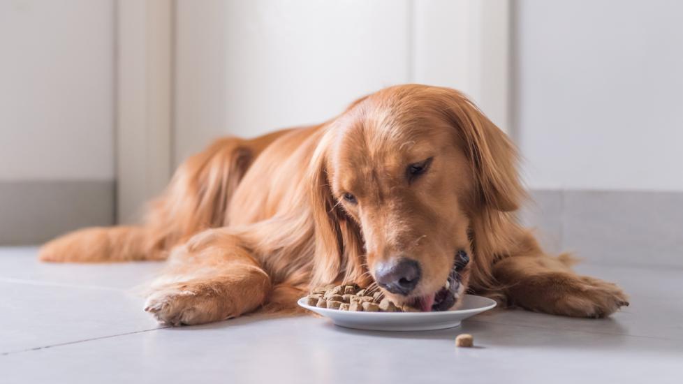 golden-retriever-lays-on-floor-eating-out-of-dish