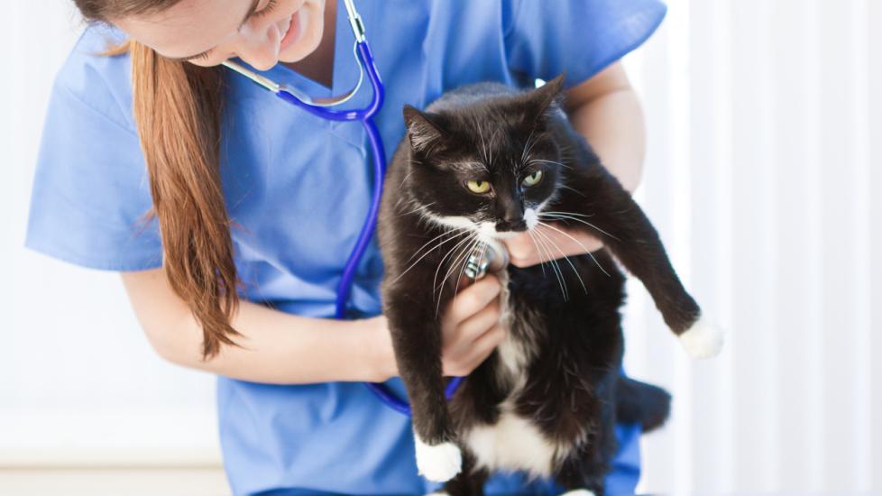 Hot Spots on Cats | PetMD