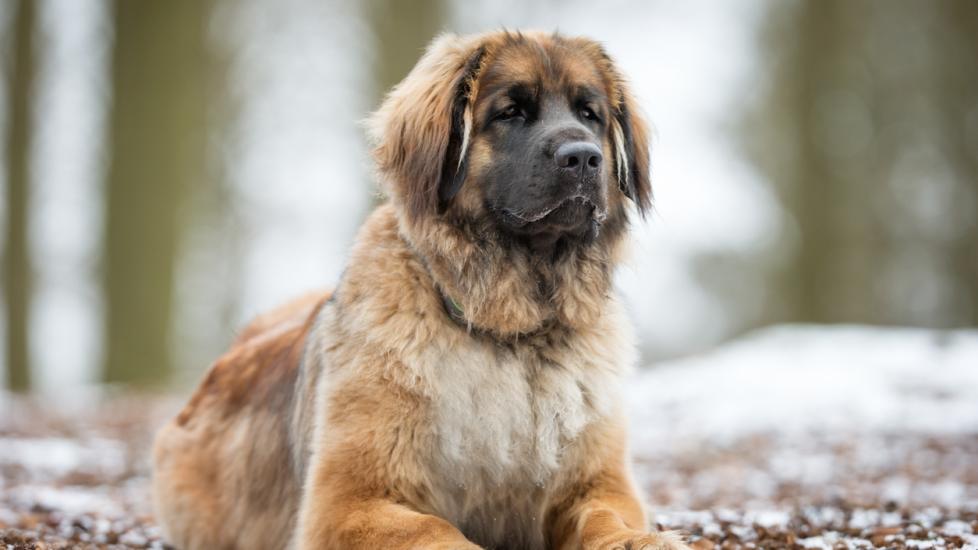 leonberger dog lying on the ground outside in winter