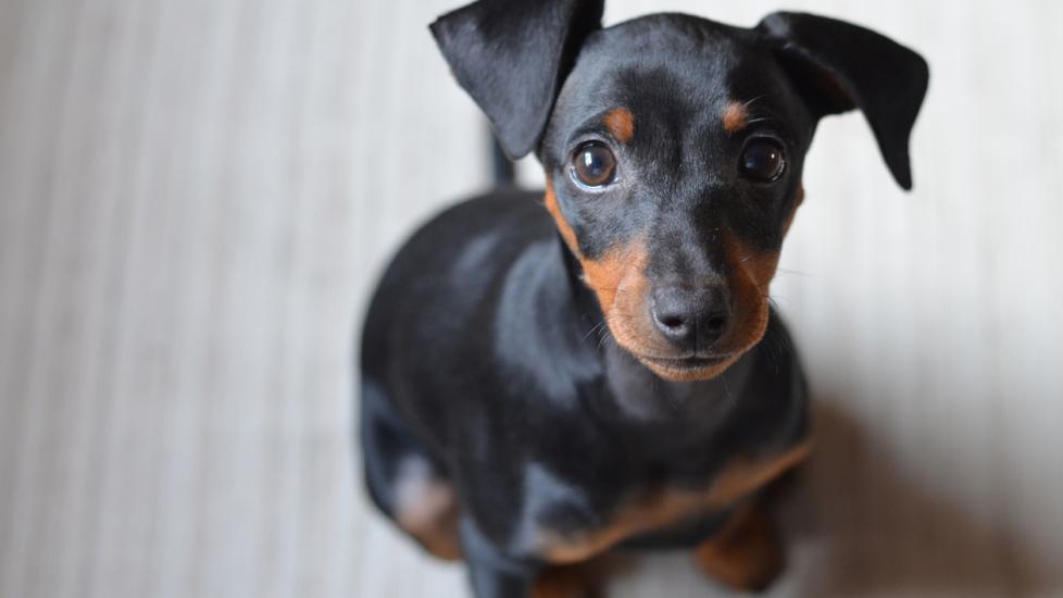 miniature pinscher puppy with floppy ears looking up at the camera