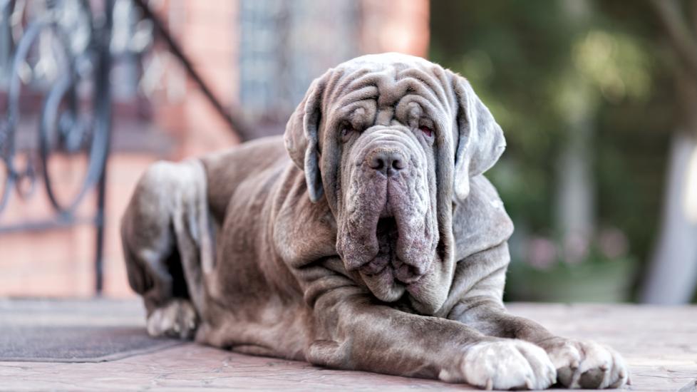 gray neapolitan mastiff dog lying on the ground looking at the camera