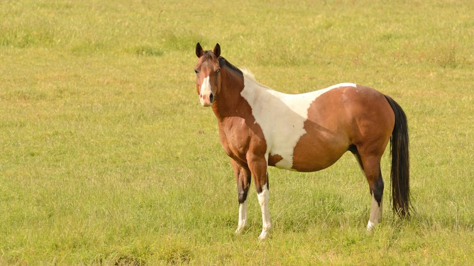 Pregnant paint horse