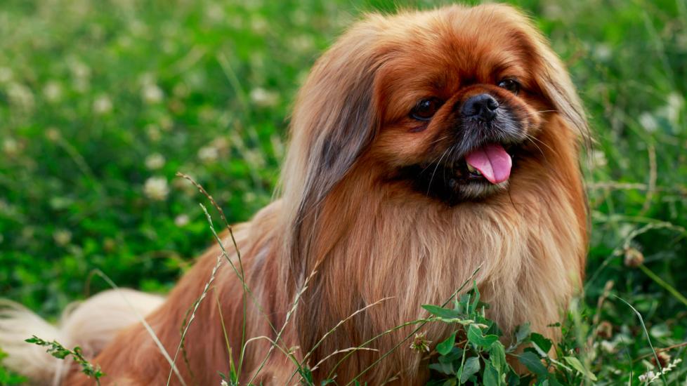 brown pekingese