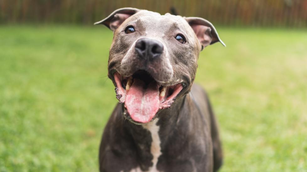gray pit bull dog smiling outside 