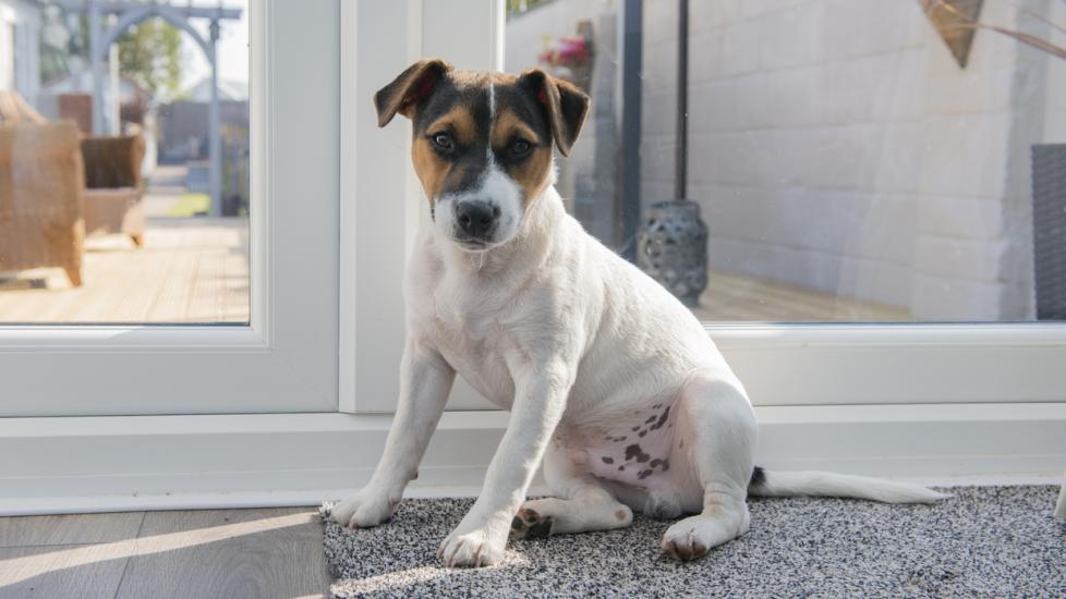 terrier puppy sitting by the door to go outside