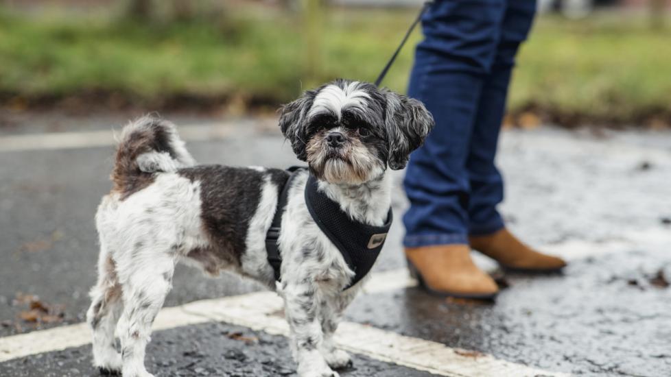 5 Unexpected Rainy Day Dangers for Dogs