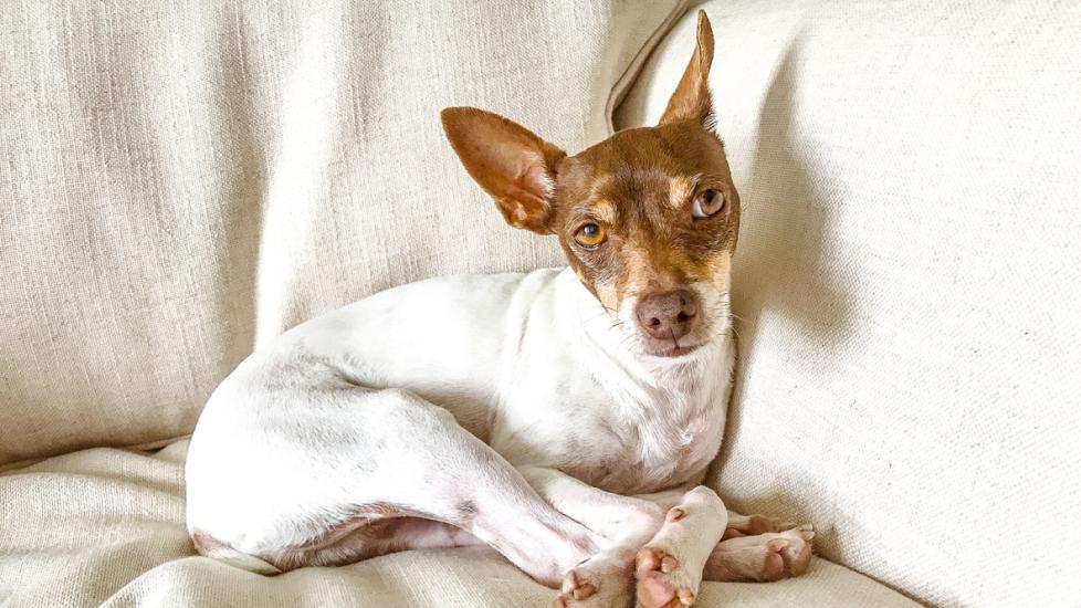 brown and white rat terrier curled up on a cream couch