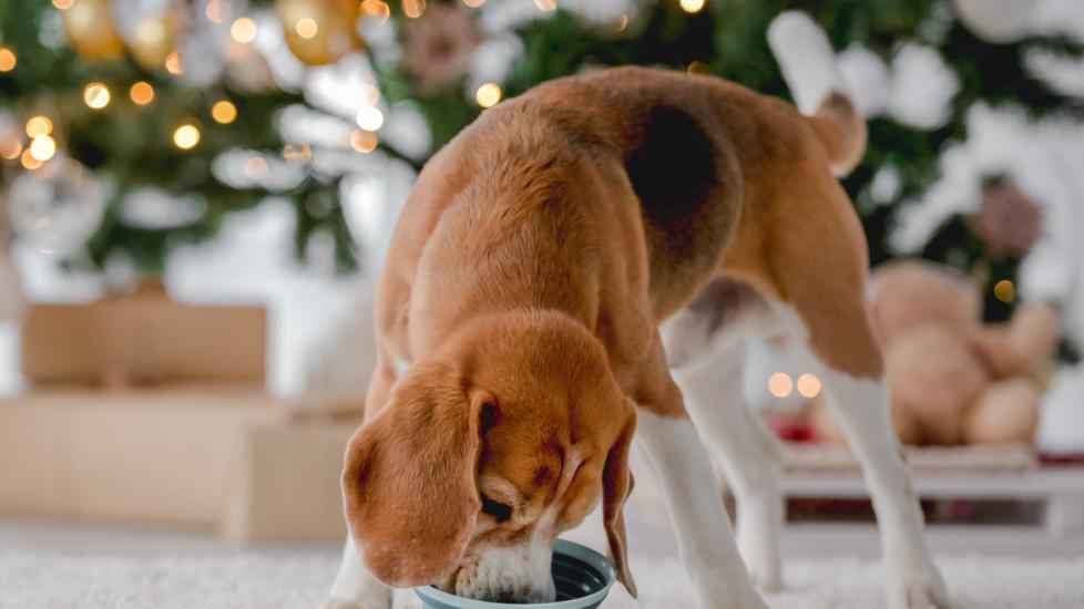 beagle dog eating fro 