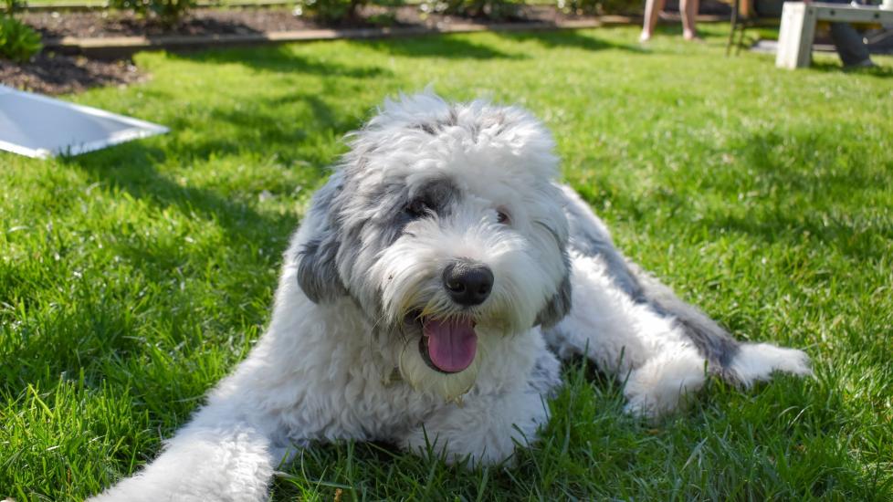 gray and white sheepadoodle dog lying in grass