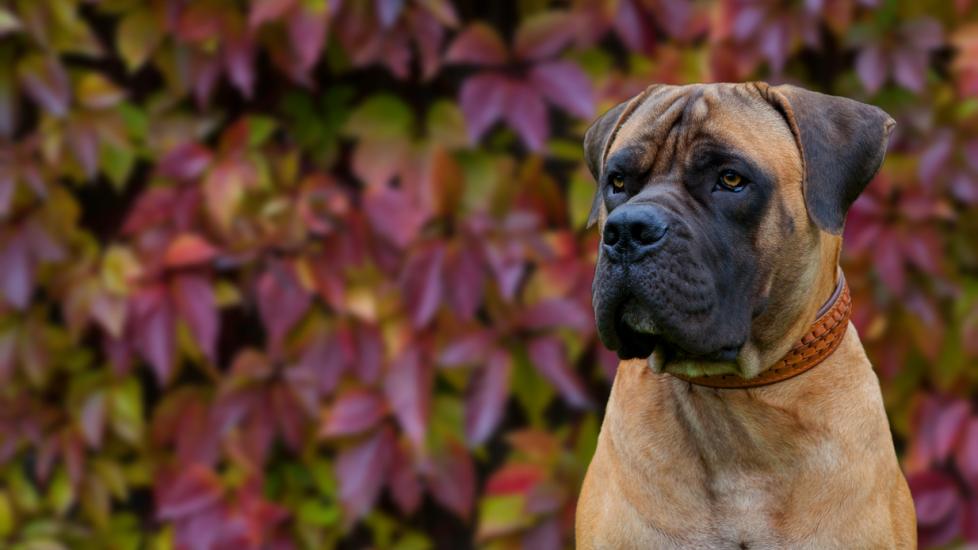 large tan boerboel dog sitting in front of fall leaves