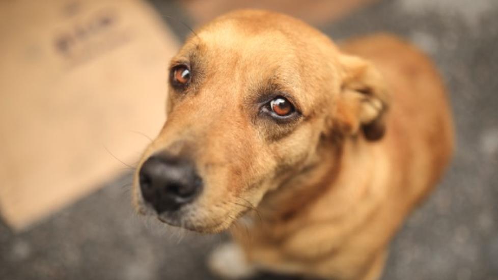 Why Is My Dog Throwing Up Blood? PetMD