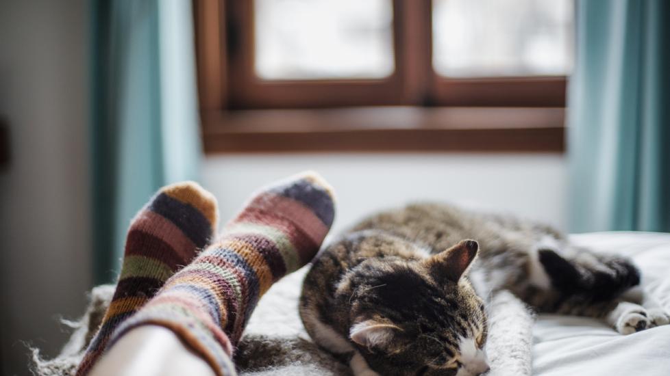 white and brown tabby cat sleeping on a bed by a person's feet