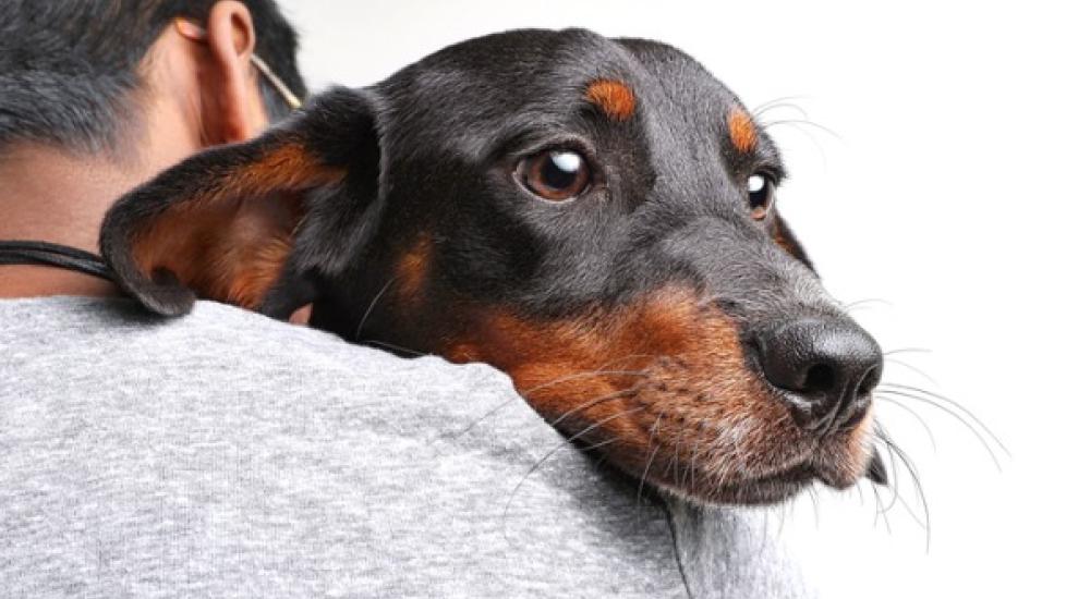 brown and black dachshund looking over shoulder while being held