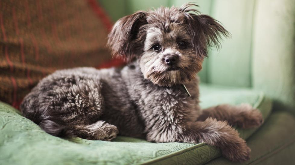 Yorkiepoo Dog Breed Health and Care PetMD