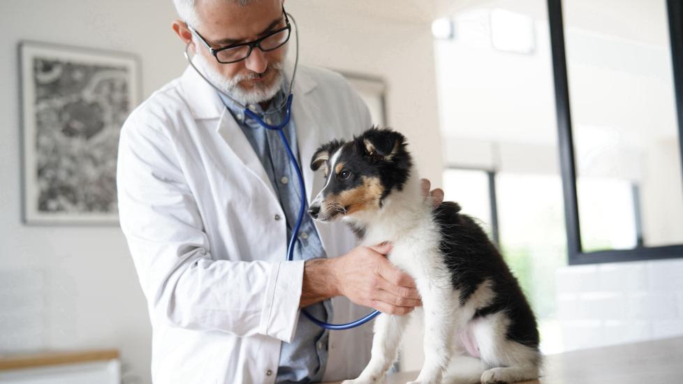 vet-examining-dog
