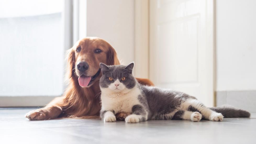 9 Pet Health Myths You Should Stop Believing