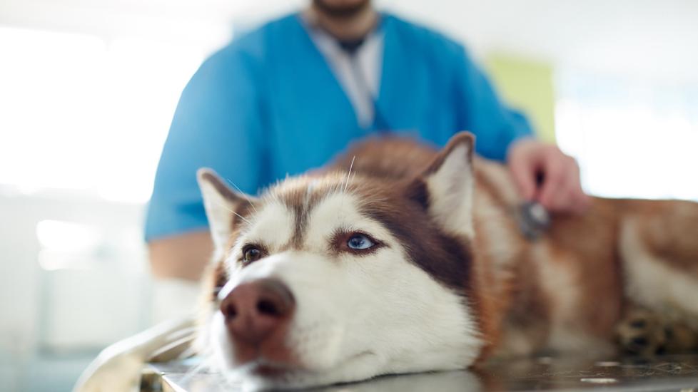 Syringomyelia (SM) and Chiari Malformation (CM) in Dogs