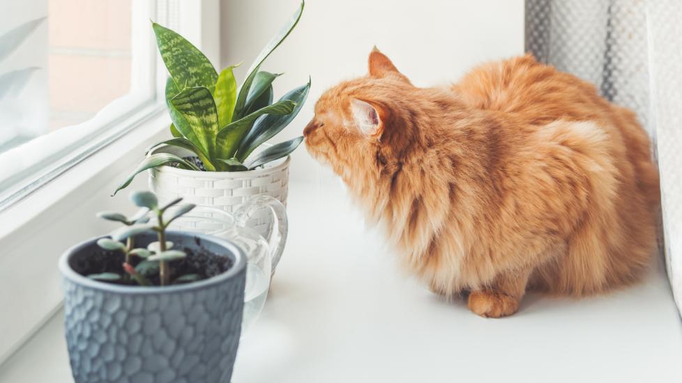cat-sniffing-indoor-plant