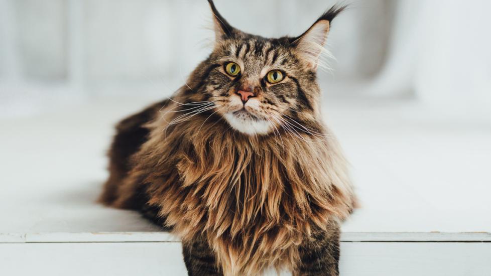 brown tabby maine coon cat lying on a white surface and looking at the camera
