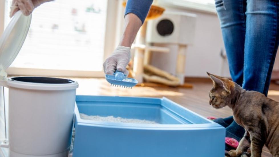 person's hand scooping litter box while gray cat watches