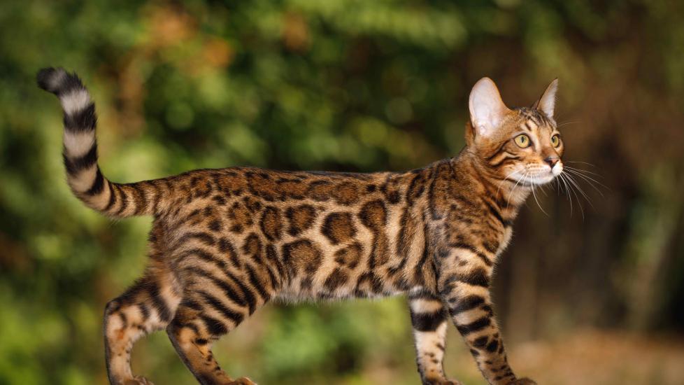 spotted bengal cat walking on a wooden plank outside