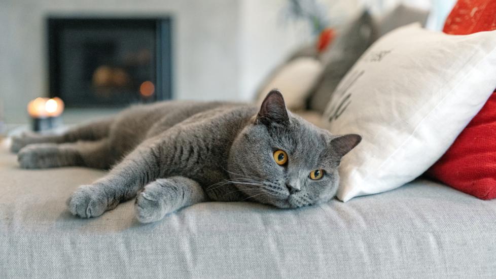 blue british shorthair cat lying on a bed 