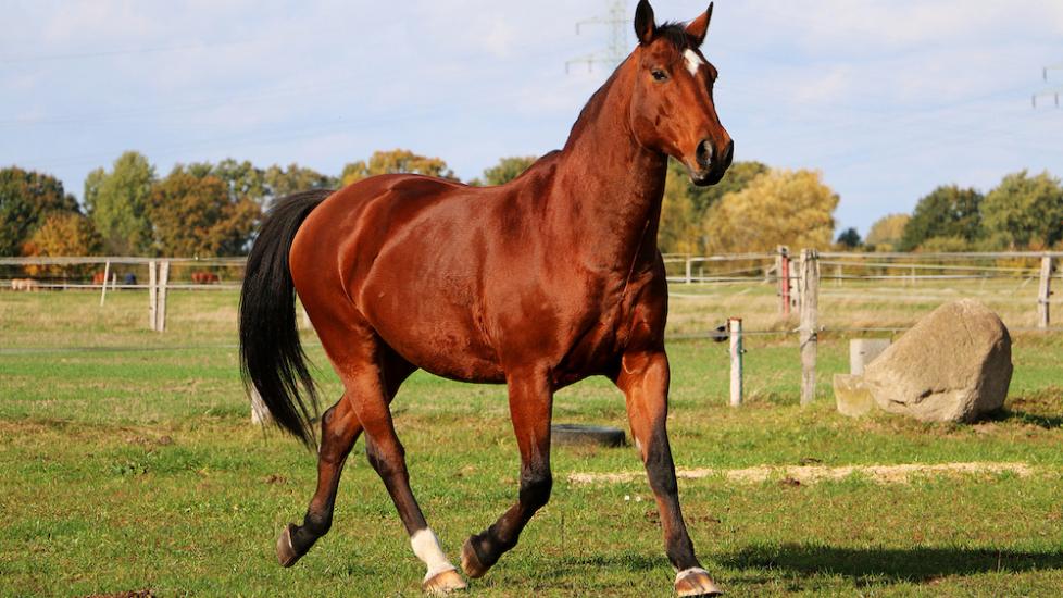 Hyperkalemic Periodic Paralysis in Horses