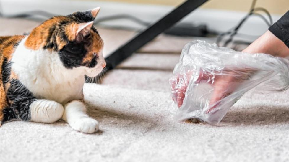 calico cat looking at person's hand cleaning up mess with plastic bag on carpet
