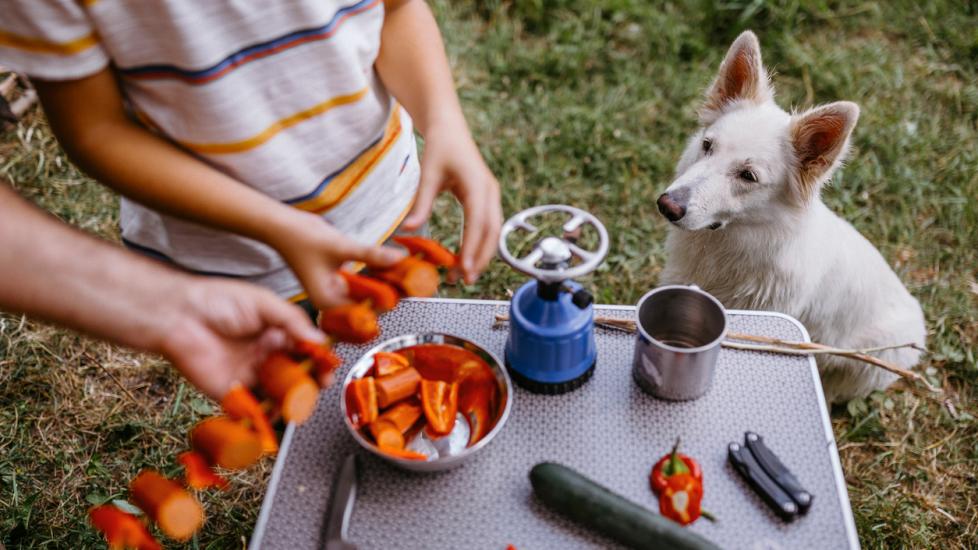 狗能吃灯笼椒吗?