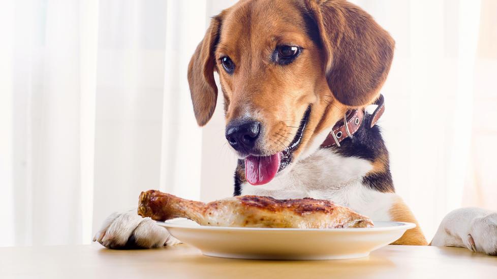 beagle looking at cooked chicken on a plate