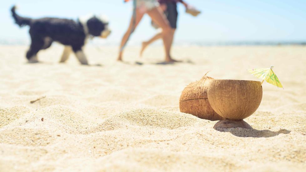 coconuts sitting on the beach with people and a dog walking past in the background