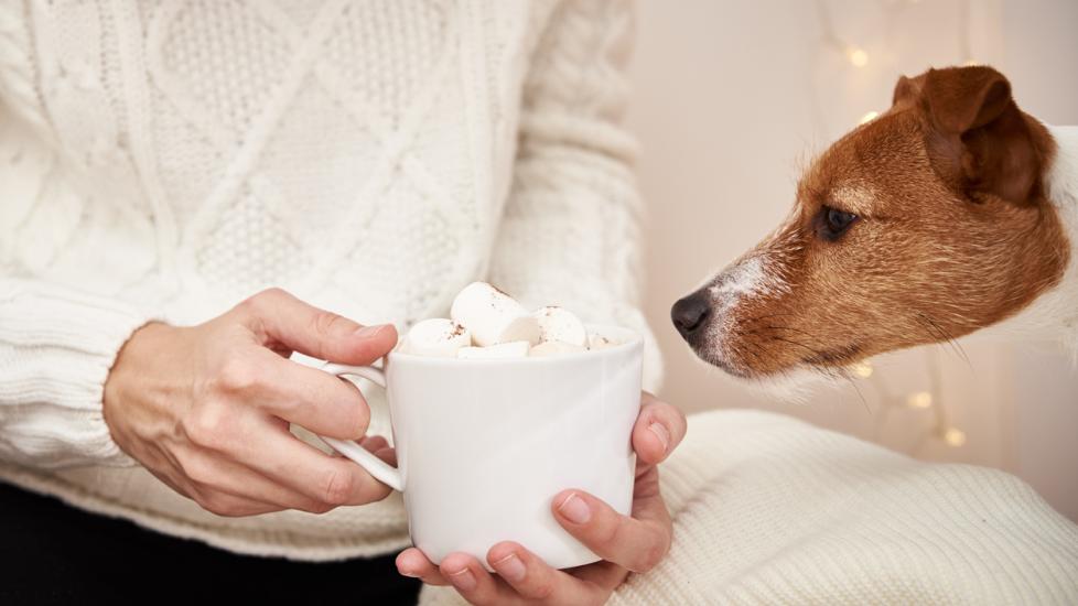 jack russell terrier looking intently at a mug of hot cocoa with marshmallows