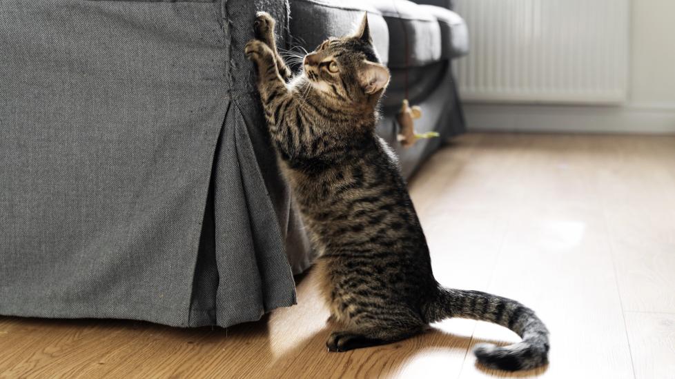 How to Stop Cats From Scratching the Furniture