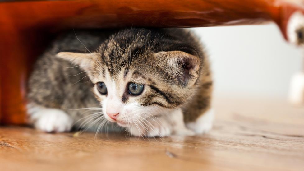 Scared kitten hiding under a bed