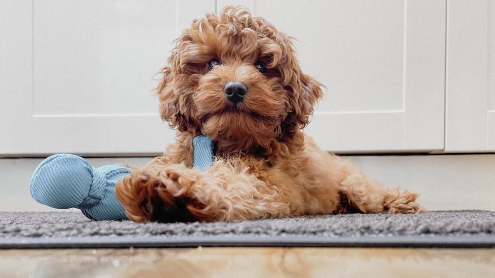 brown fluffy cavapoo lying on the floor with a blue dog toy