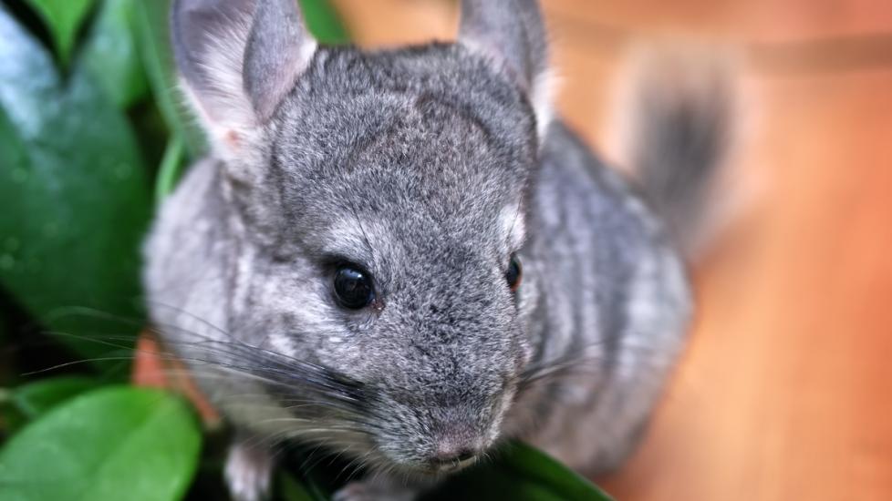 Chinchilla with leaves