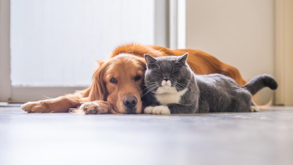 golden retriever snuggling with a gray and white cat