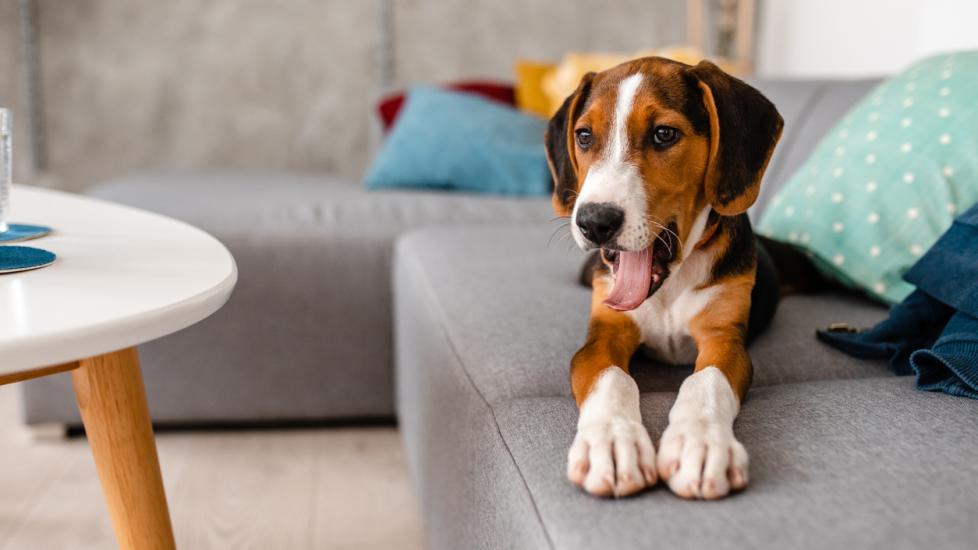 beagle dog sitting on a couch and yawning