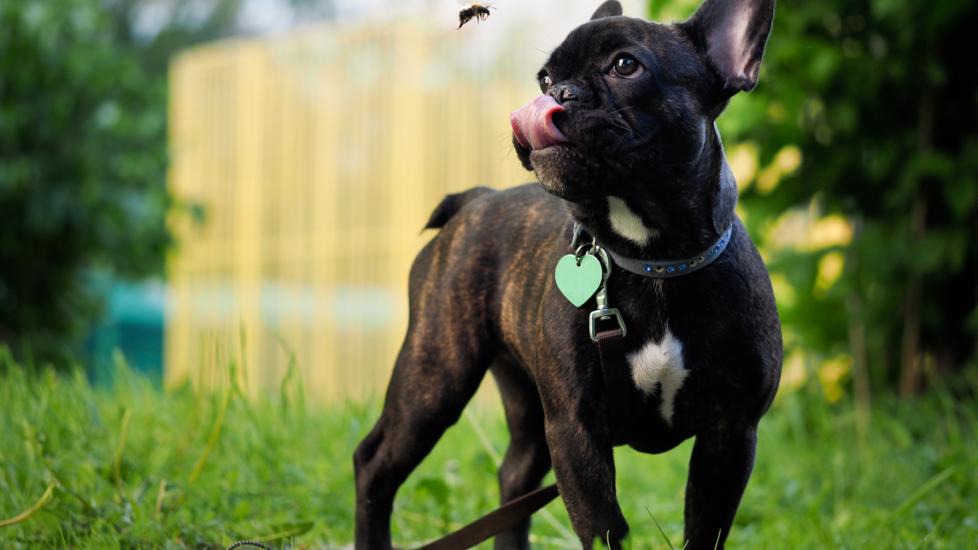 black and brindle french bulldog looking at a flying bee