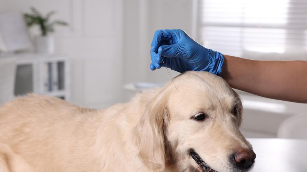 Acupuncture for Dogs PetMD