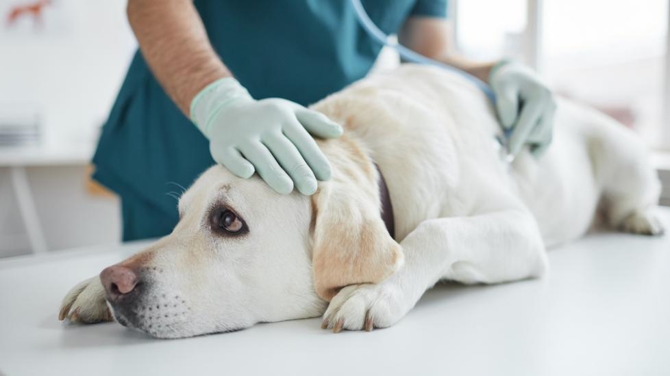 Dog exam at vet
