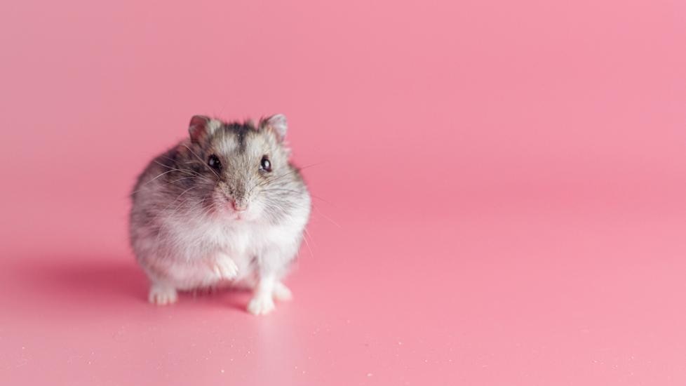 Dwarf hamster pink background