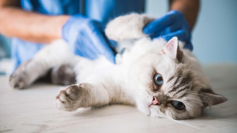 silver cat lying on an exam table as a vet listens to his heart