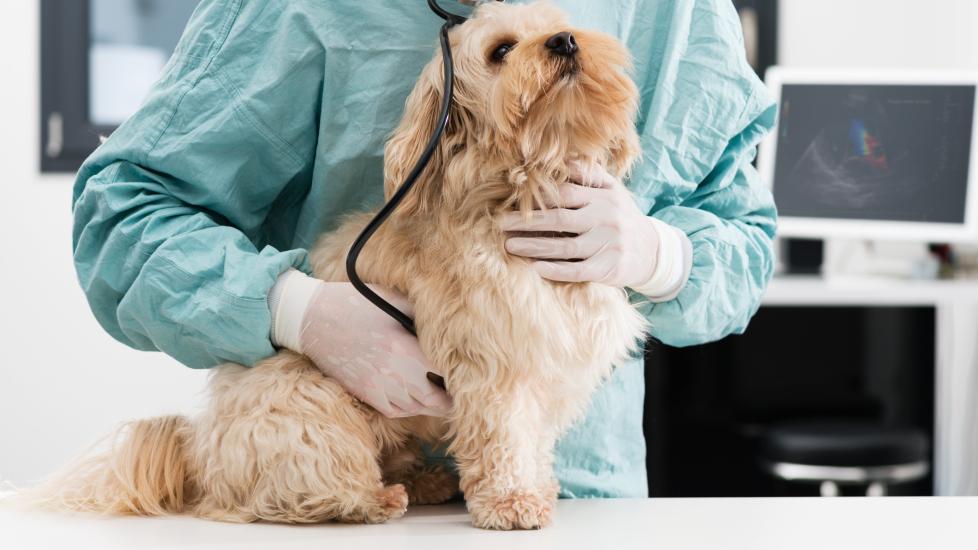 veterinarian listening to a scruffy dog's heart