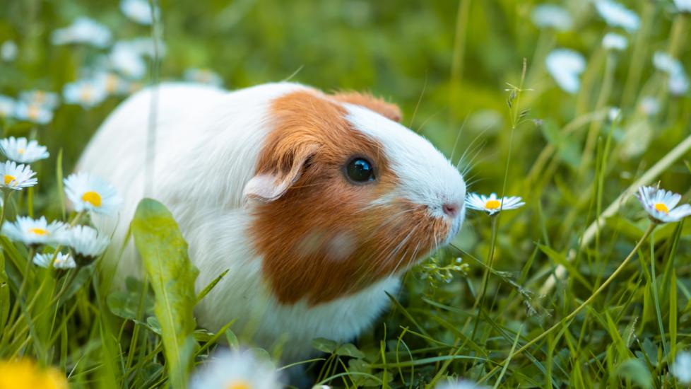 Vitamin C Deficiency in Guinea Pigs | PetMD