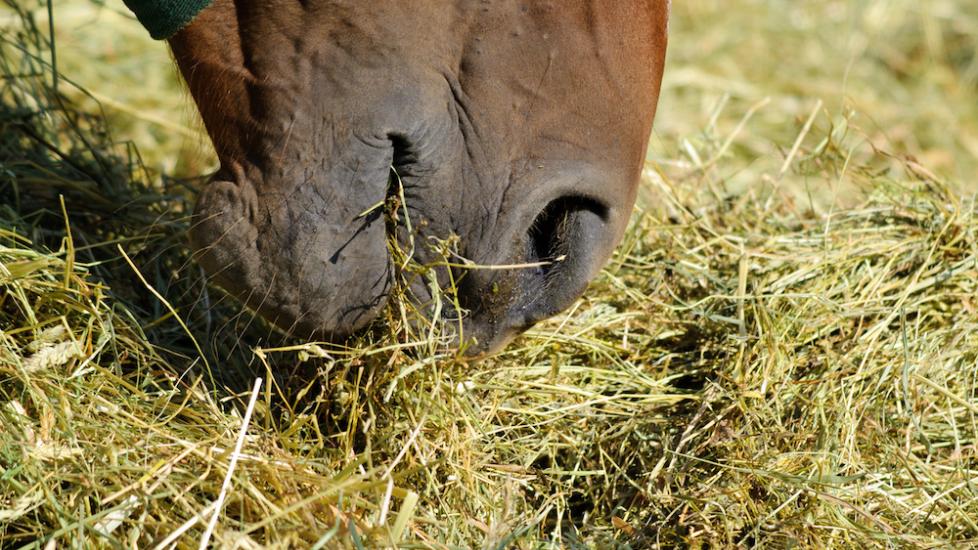 Horse eating forage