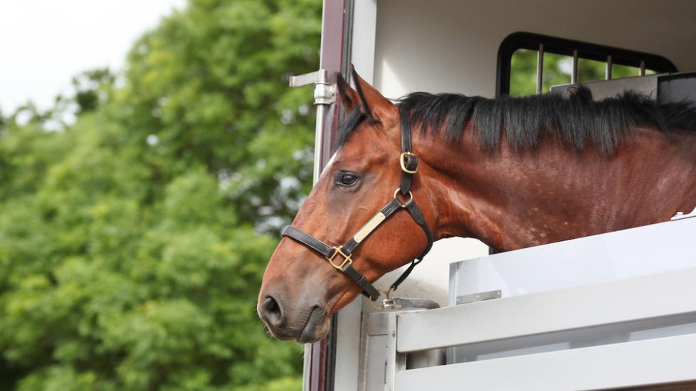 Horse looking out of trailer