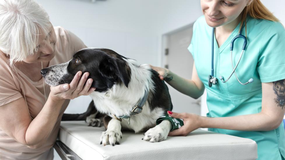 Cancer in Dogs: Symptoms, Types, and Treatment