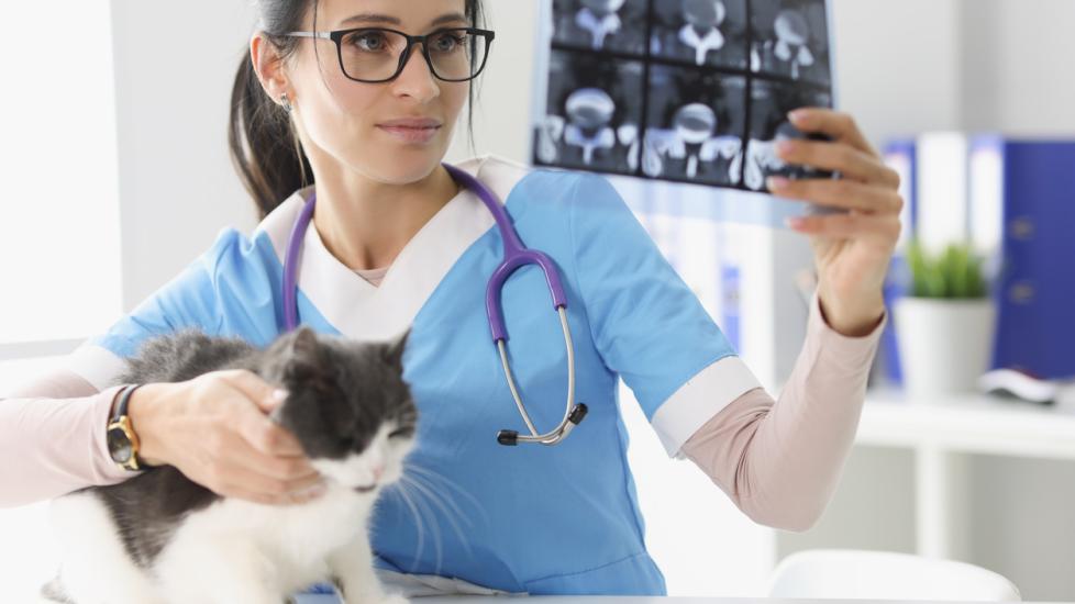 Epilepsy in Cats PetMD